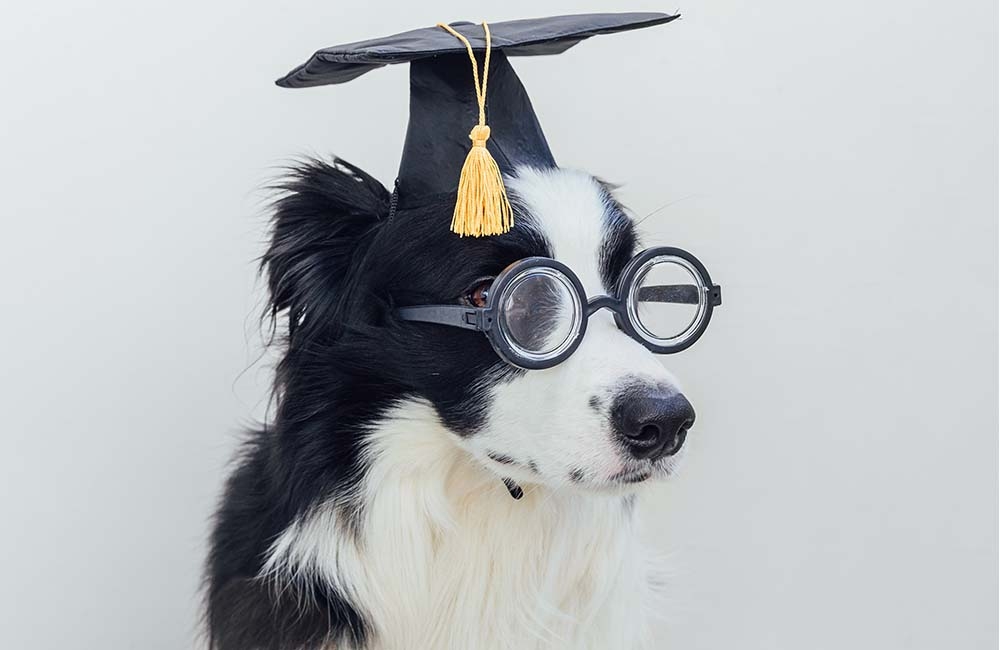 Šunų dresūra - patarimai pradedantiesiems ir pažengusiems